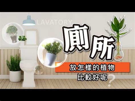 廁所種植物風水|浴室風水放什麼植物？室內植物專家授你活用植物提升居家生活品。